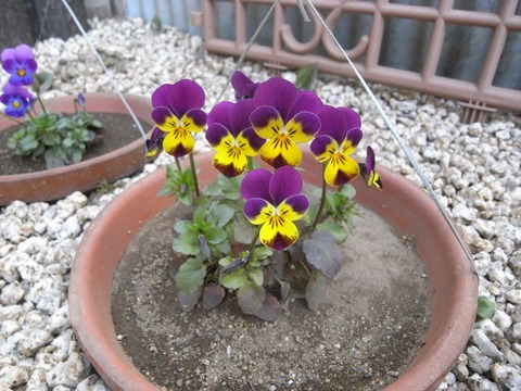 viola_01