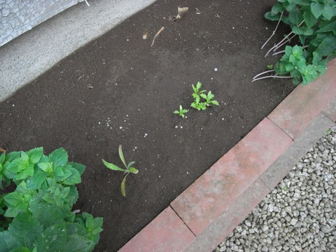 garden_02