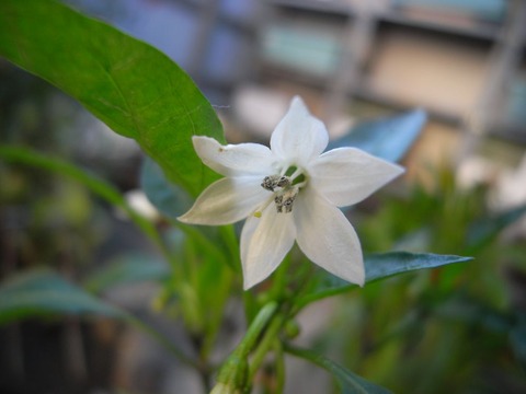 red-pepper_04