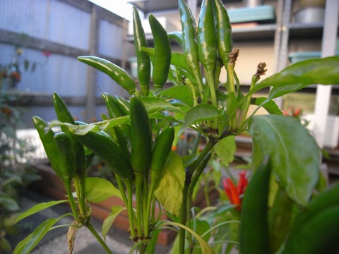 red-pepper_01