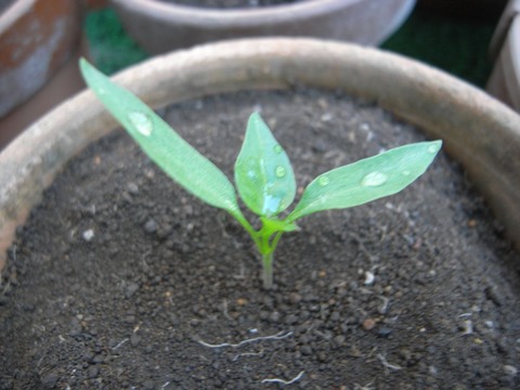 red-pepper_02