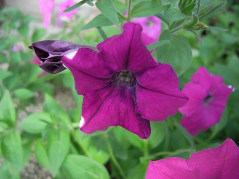 petunia_02