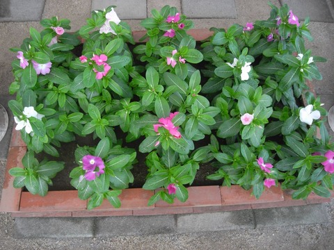 catharanthus_01