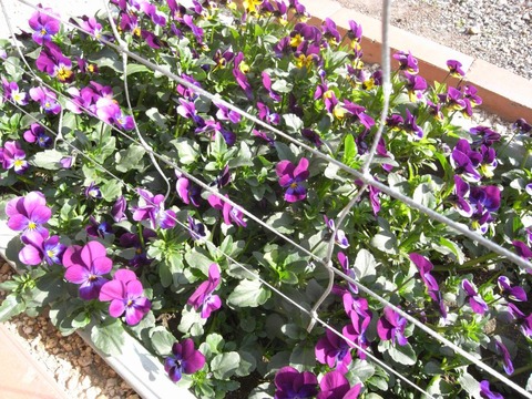 viola_03