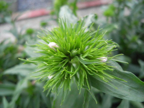 dianthus_01