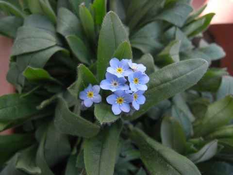 miosotis_01
