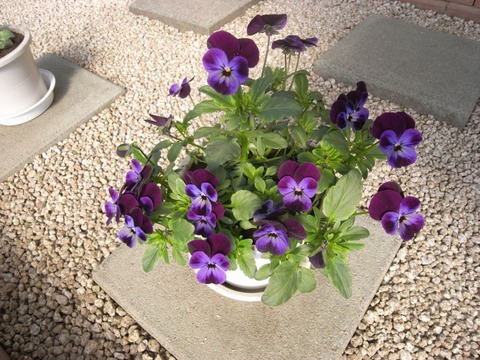 viola_02