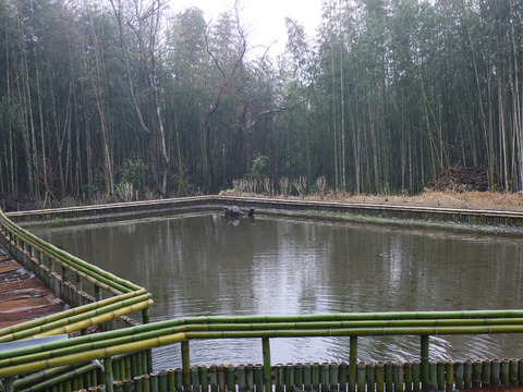 pond_19