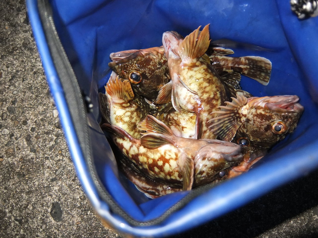 ボウズ逃れ ｏｎｅ ｂｙ ｏｎｅ