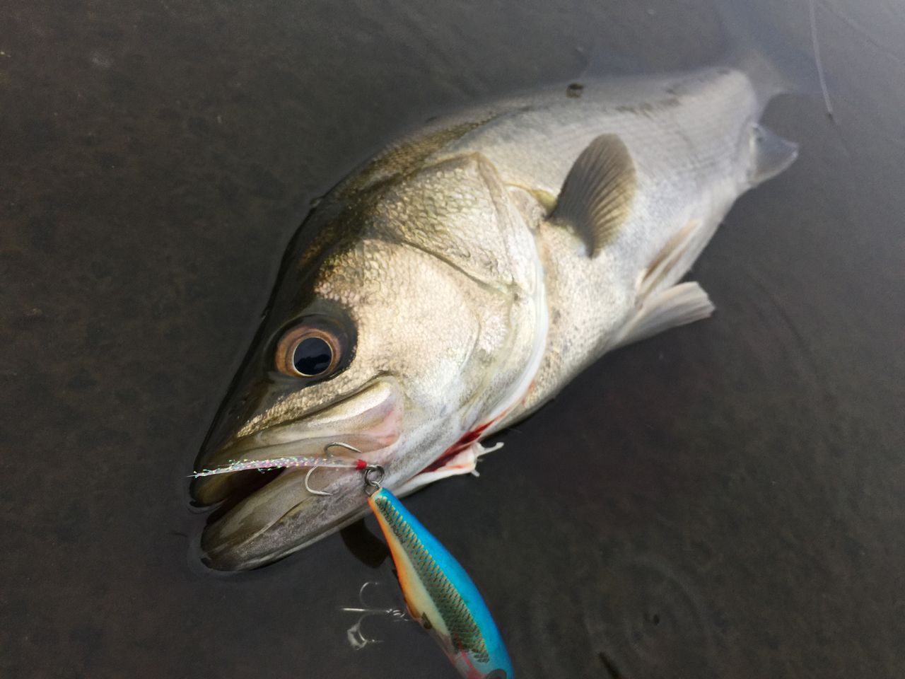 水面爆発 ｏｎｅ ｂｙ ｏｎｅ