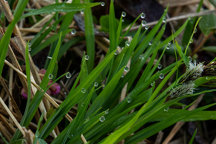 DSC_4345-1
