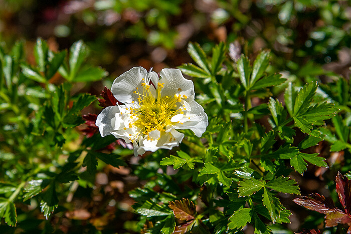 _DSC1806-1