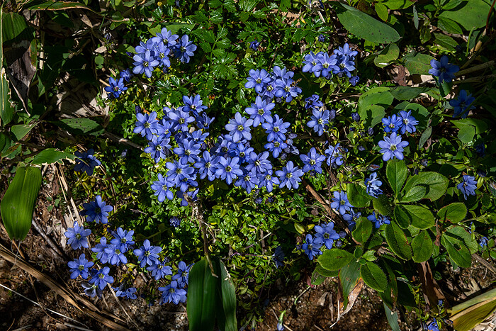 DSC_9230-1