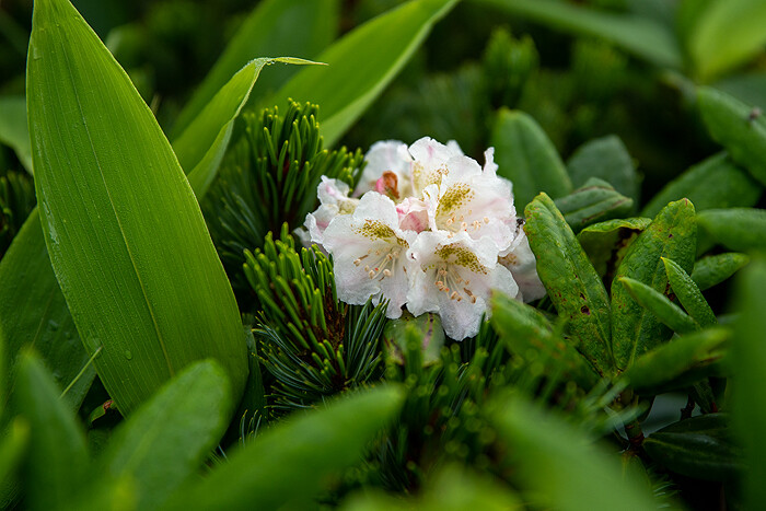 DSC_5957-1