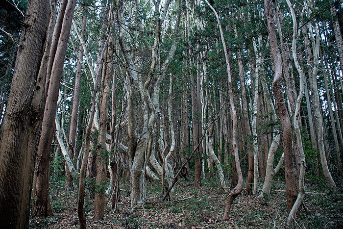DSC_7198-1