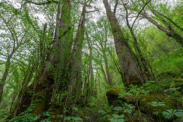 _DSC2060-1
