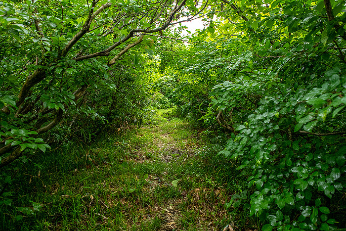 DSC_9795-1