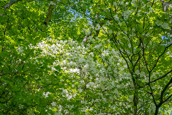_DSC3202-1
