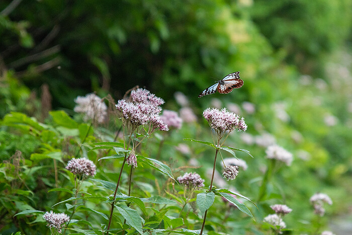 DSC_6938-1