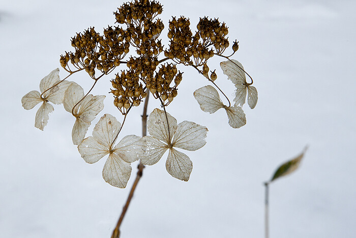 DSC_0902-1g