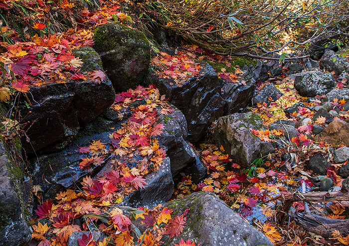 _DSC3493-3