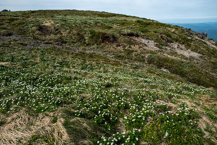 DSC_4461-1