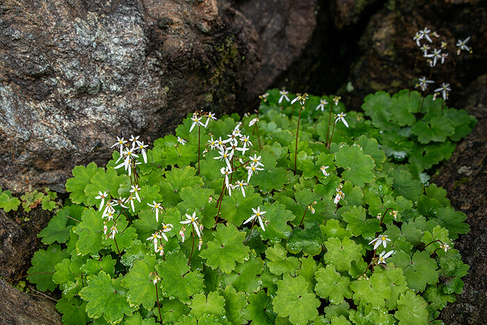 DSC_5650-1
