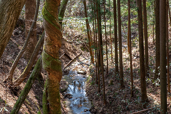 DSC_2442-1