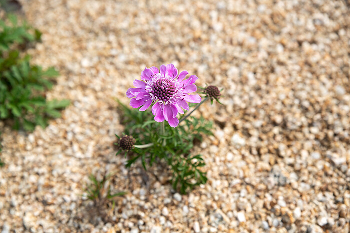 DSC_6036-1