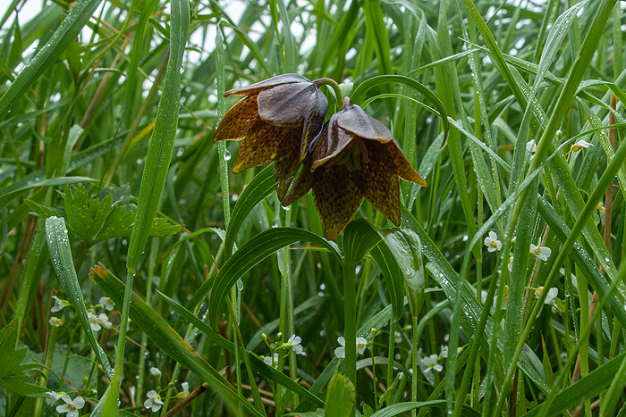 DSC_4827-1