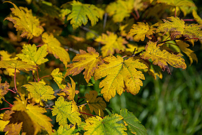 _DSC1796-1