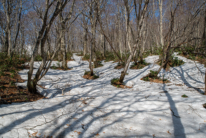 DSC_2919-1