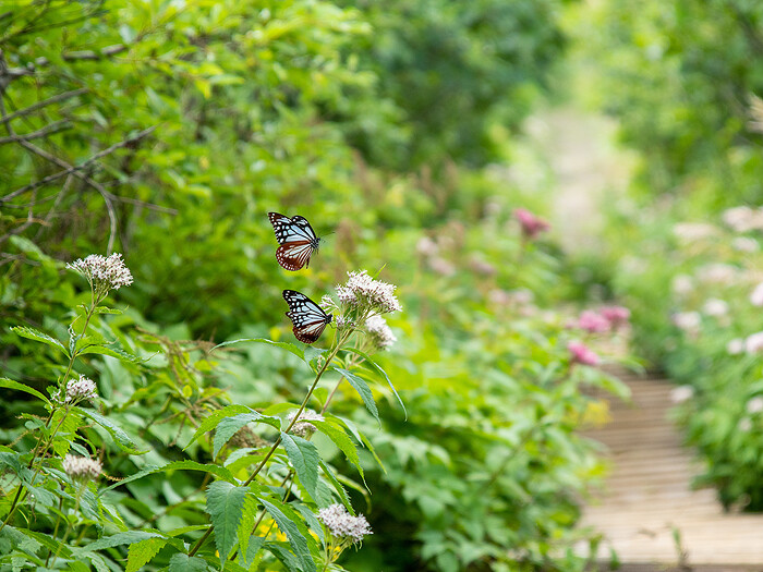 DSC_6683特サイズ