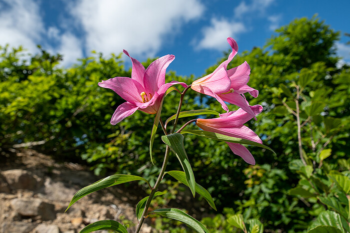 _DSC7746-1