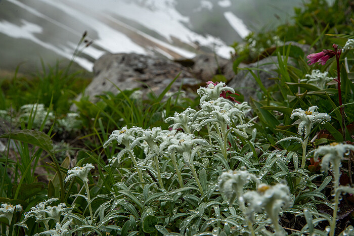 DSC_4654-1