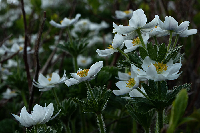 DSC_4340-1
