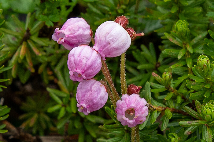 DSC_4946-3