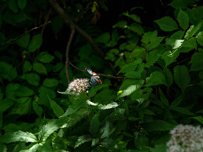 DSC_6836_00001
