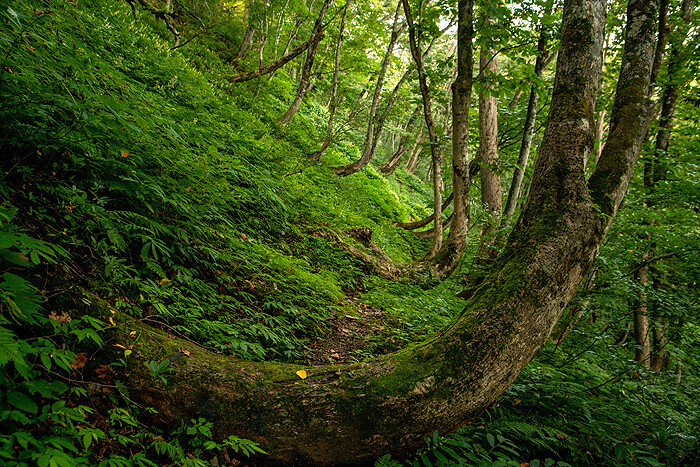 _DSC1731-1