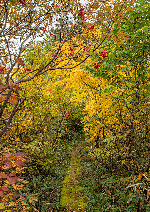 _DSC3126-1