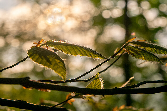 _DSC2788-1