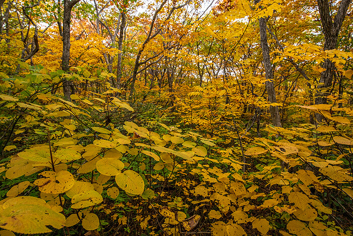 _DSC3534-1