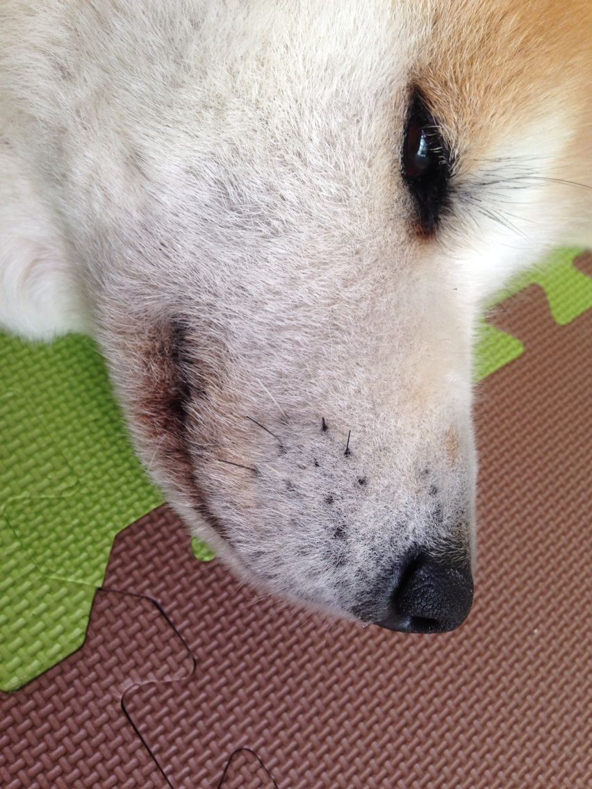 ヒゲ 秋田犬ダイアナ預かり記