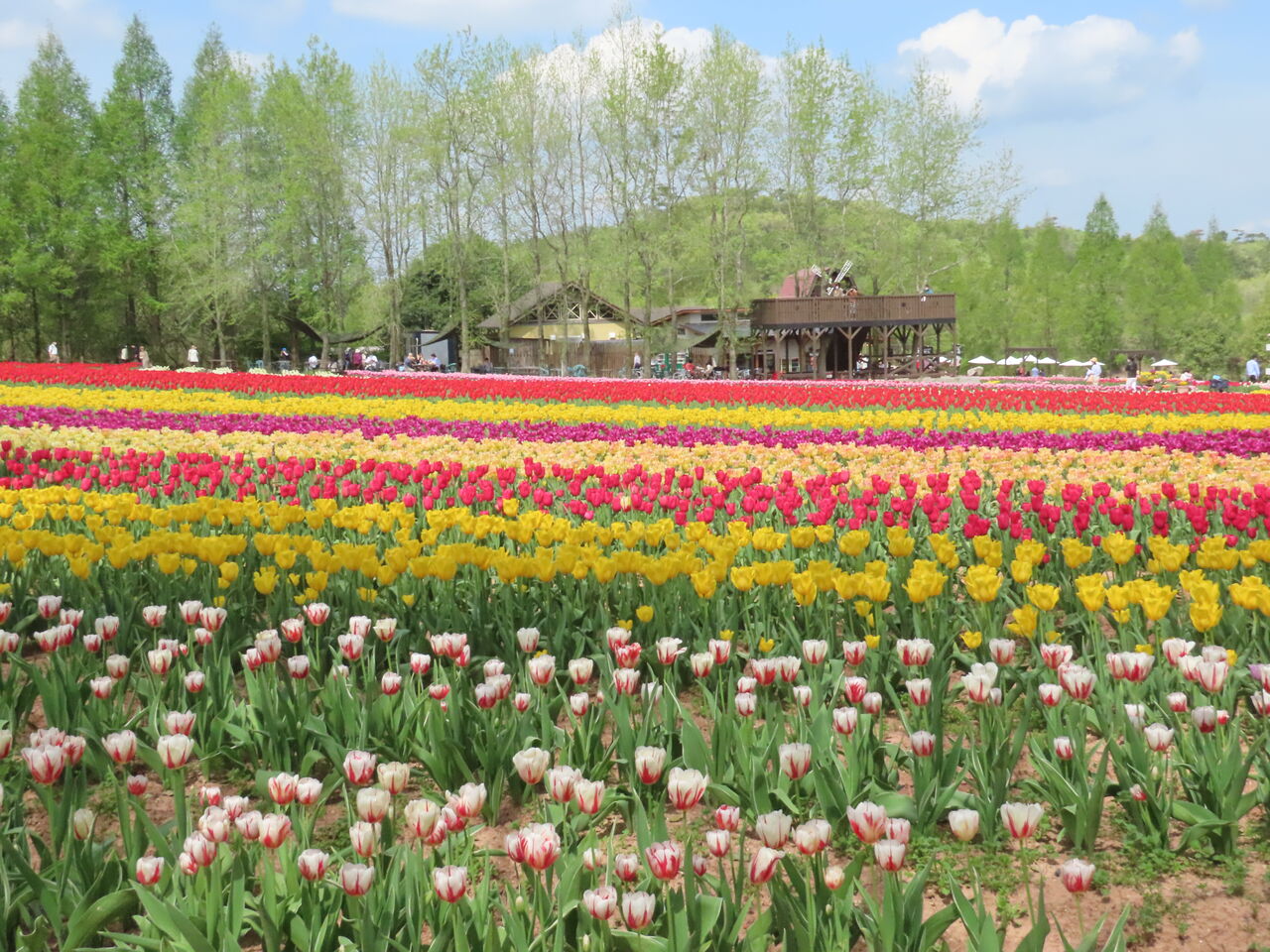 チューリップ祭り 世羅高原農場 すろーらいふ In みつぎ