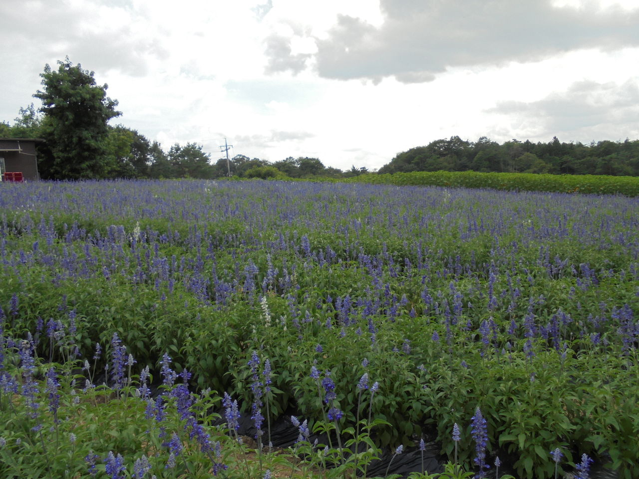 世羅町 すろーらいふ In みつぎ