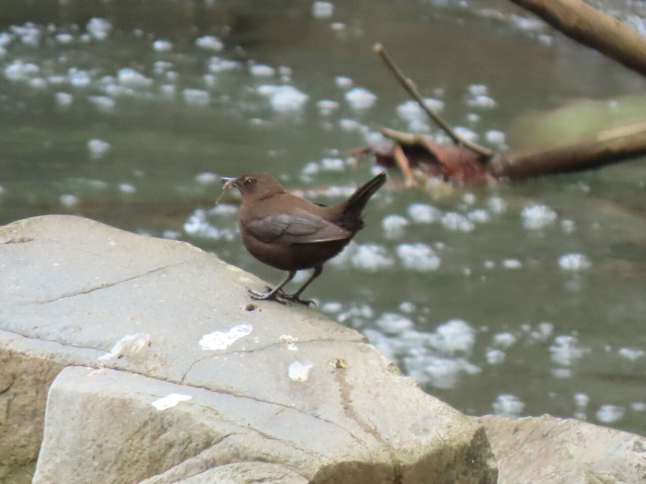 この冬に出会った鳥たち その１ カワガラス すろーらいふ In みつぎ