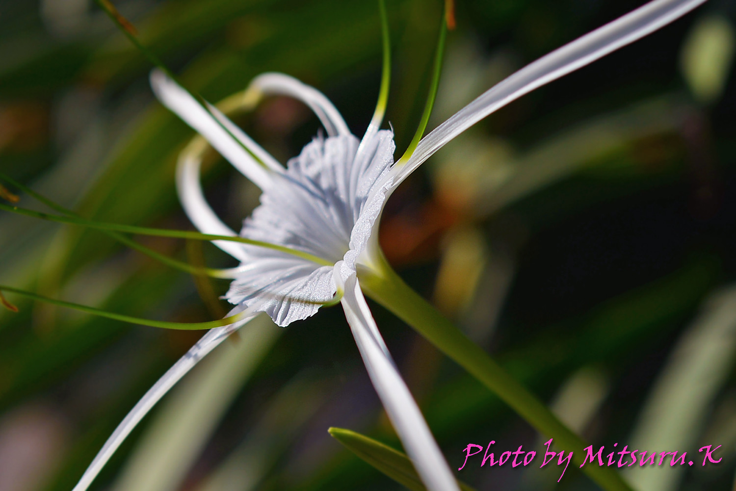 パインリリートップス ロージーモンスター わかまつ】ロージー