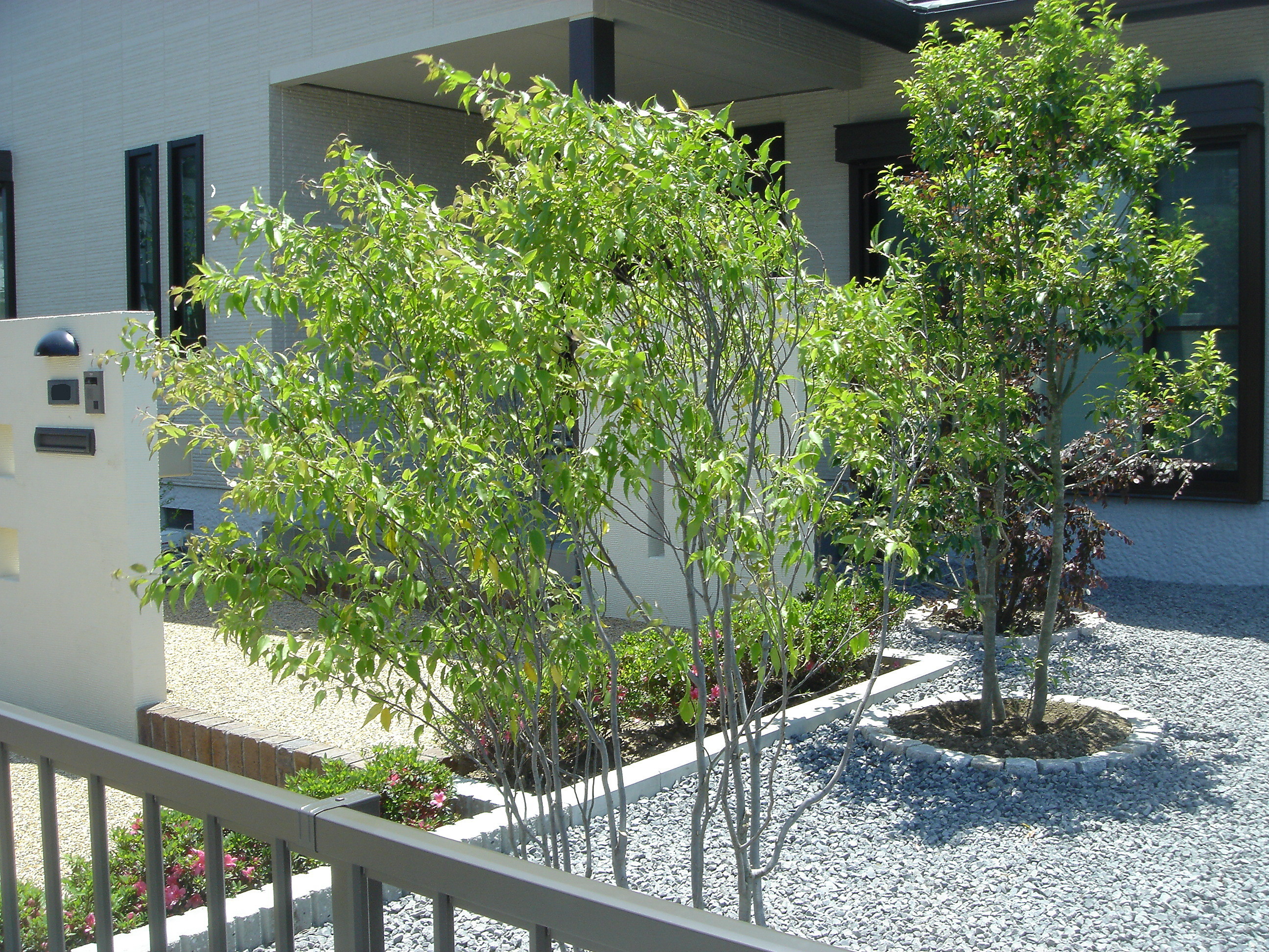 ハイノキ 僕は１型 ランゲルくんの１型糖尿病日記