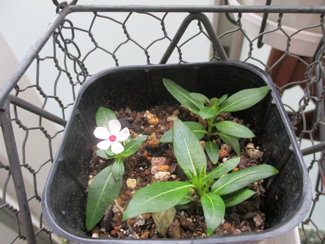 ちょい足しダイアモンドスター ベランダで幸せ気分