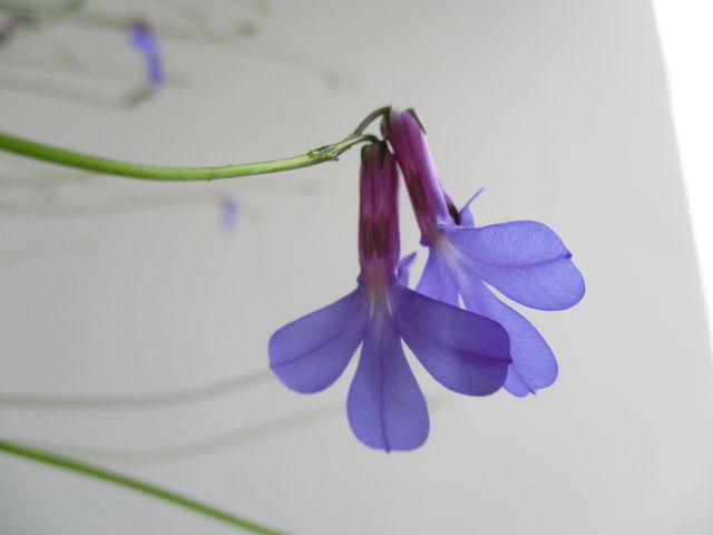 ちょい足しダイアモンドスター ベランダで幸せ気分